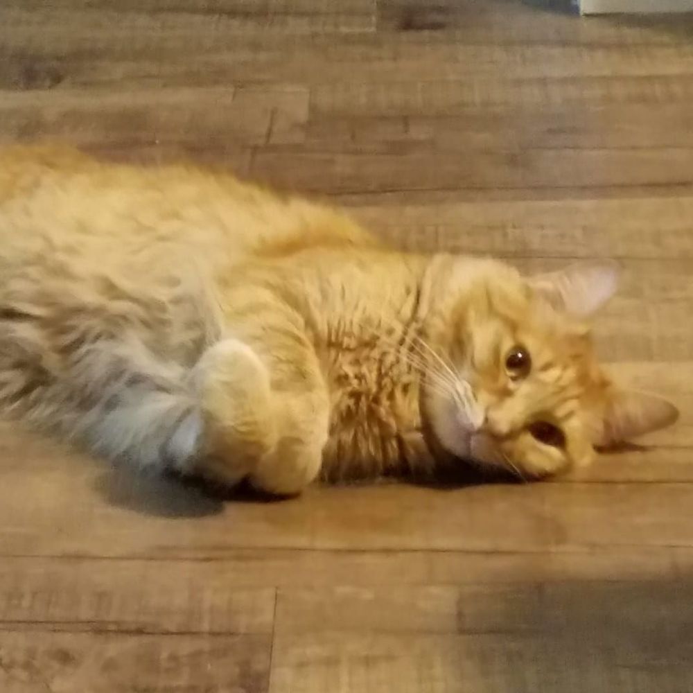 Meet your Posher, Clara